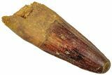 Fossil Spinosaurus Tooth - Real Dinosaur Tooth #312897-1